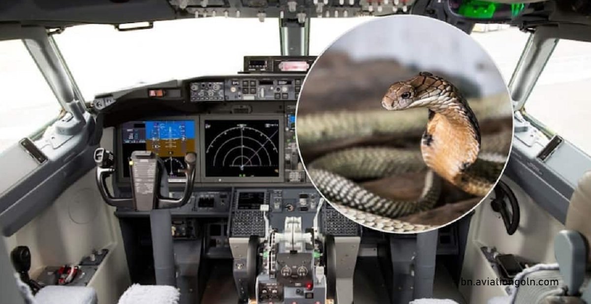 গোখরা সাপ দেখা গেলো বিমানের ককপিটে 3 গোখরা সাপ দেখা গেলো বিমানের ককপিটে